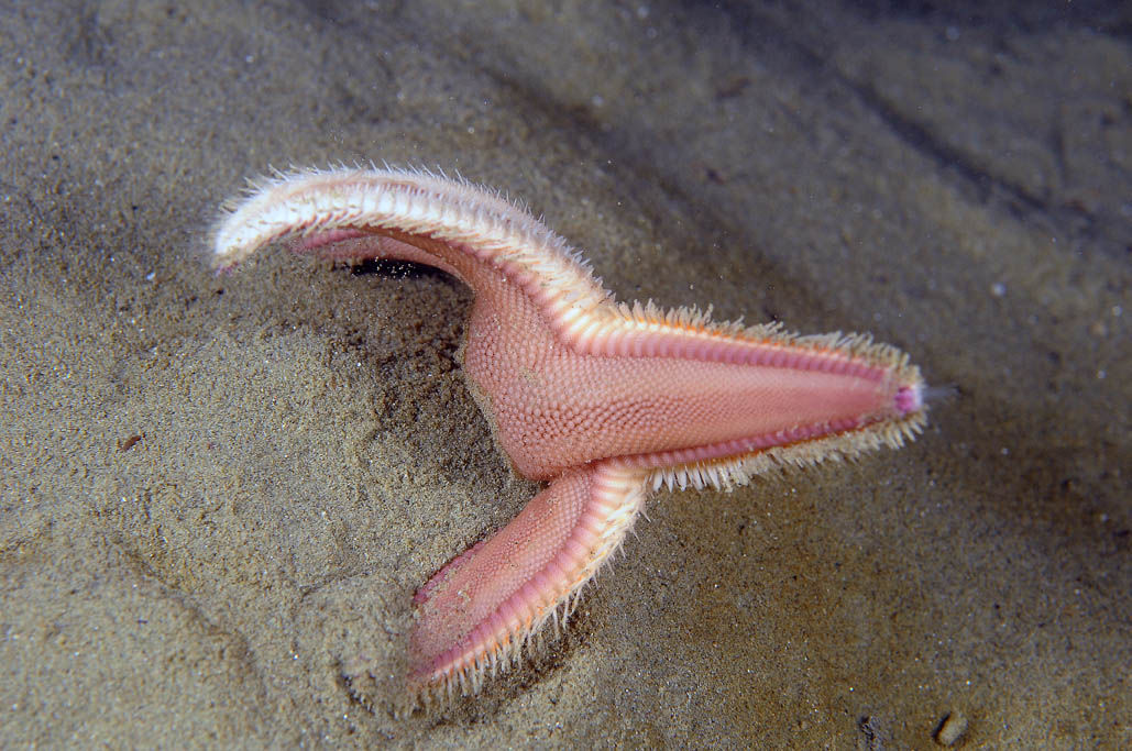 Astropecten irregularis pentacanthus